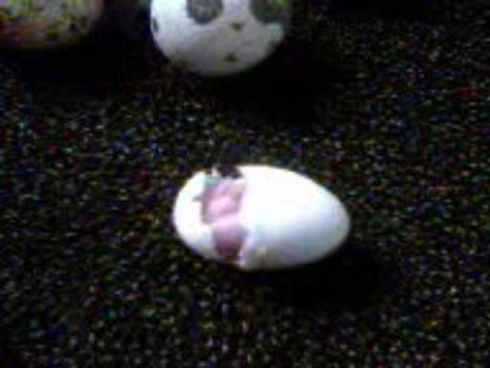 Naissance roseicollis juillet 2009 couveuse