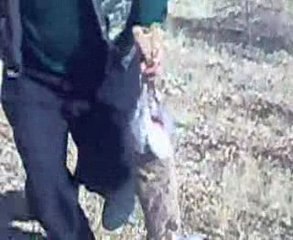 Hayati Soysal Tavşan Avı