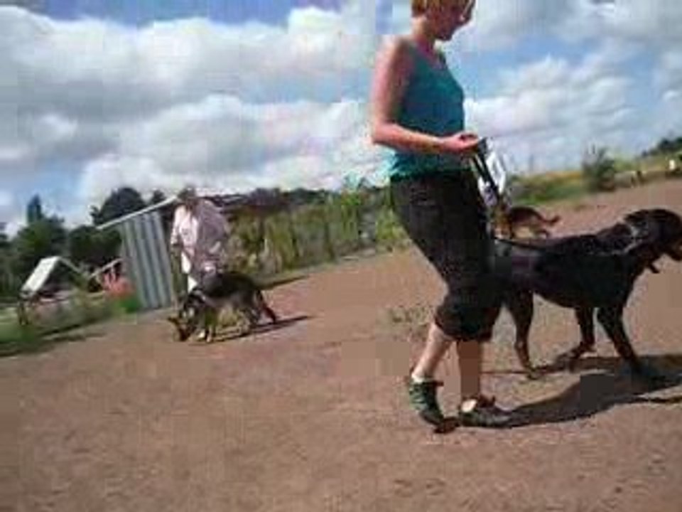 Elioth - session de dressage