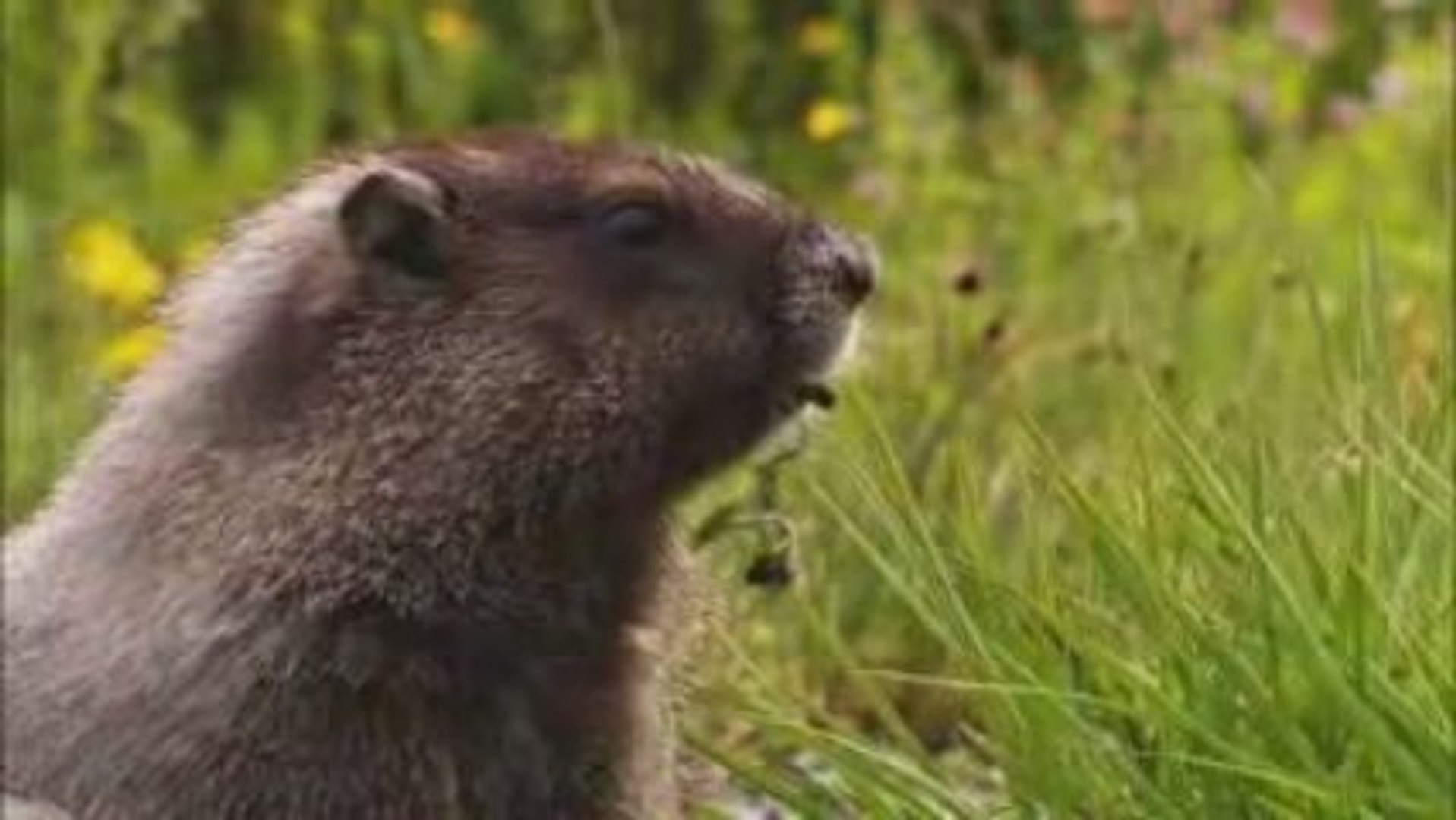 Faune