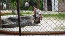 Alligator/Crocodile show in Nation Park Everglades Florida