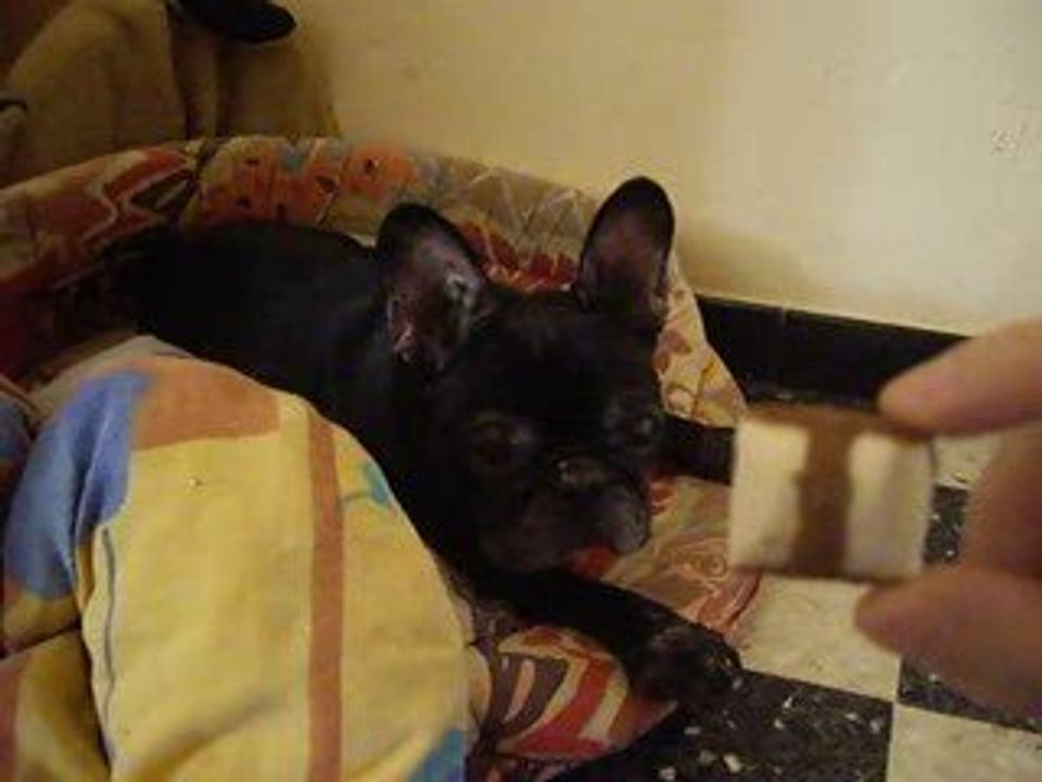 Yodaa aime les Buenos