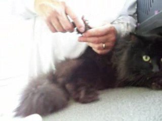 Jackson chez le veto 29 juillet 2009