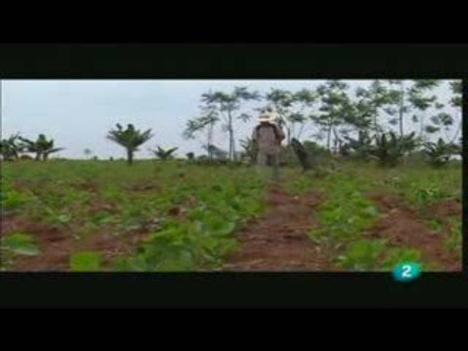O dilema dos guarani