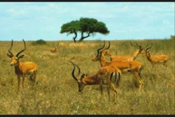 Asha - Tabora Jazz Band