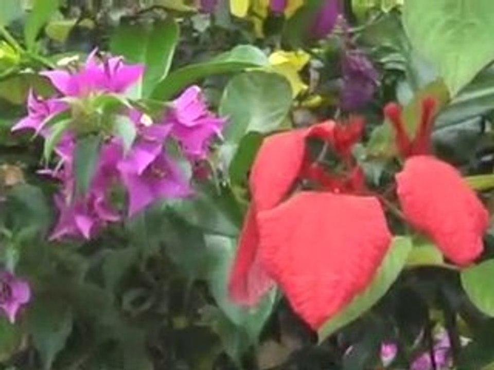 BALI BALADE DANS LES RIZIERES