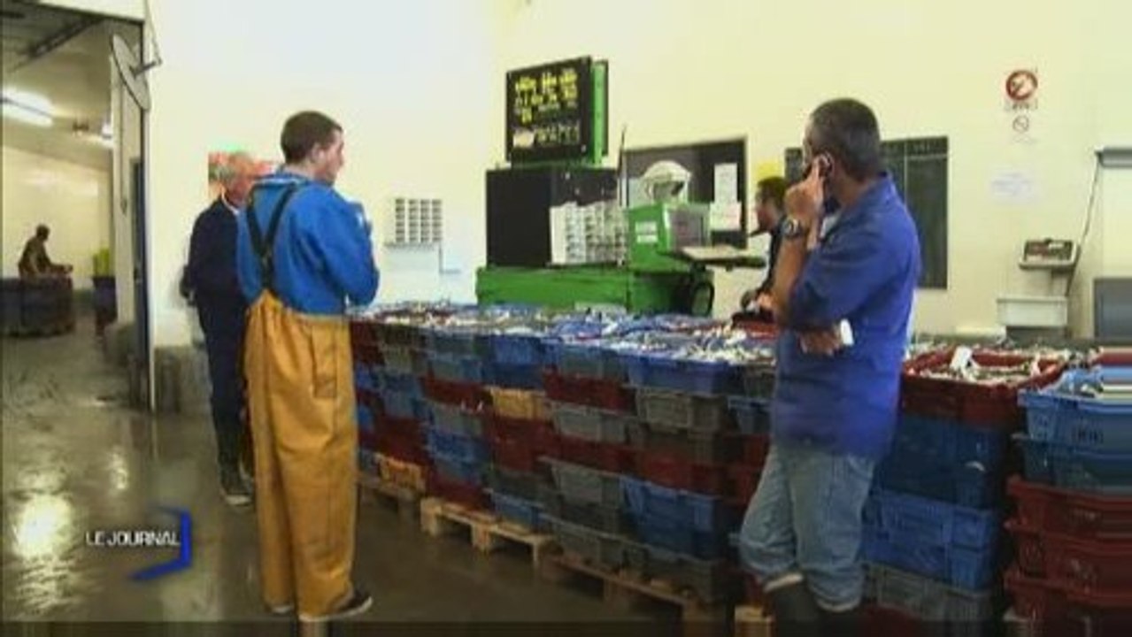 La Sardine : De la mer à la Criée (Saint-Gilles-Croix-De-Vie)