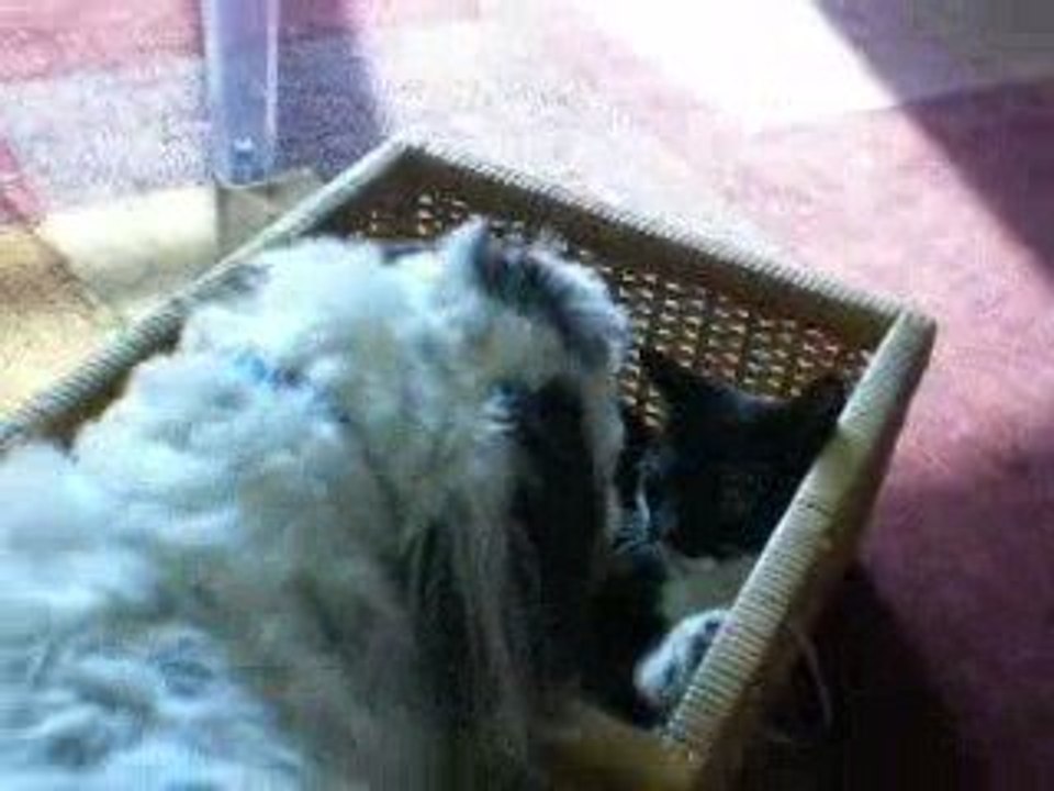 Tripper and Little Cat in Basket