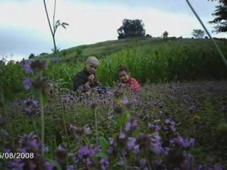 gülden karaböcek kır çiçekleri