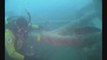 Scuba Diving Arabia & Forest City Shipwrecks by Dip 'N Dive