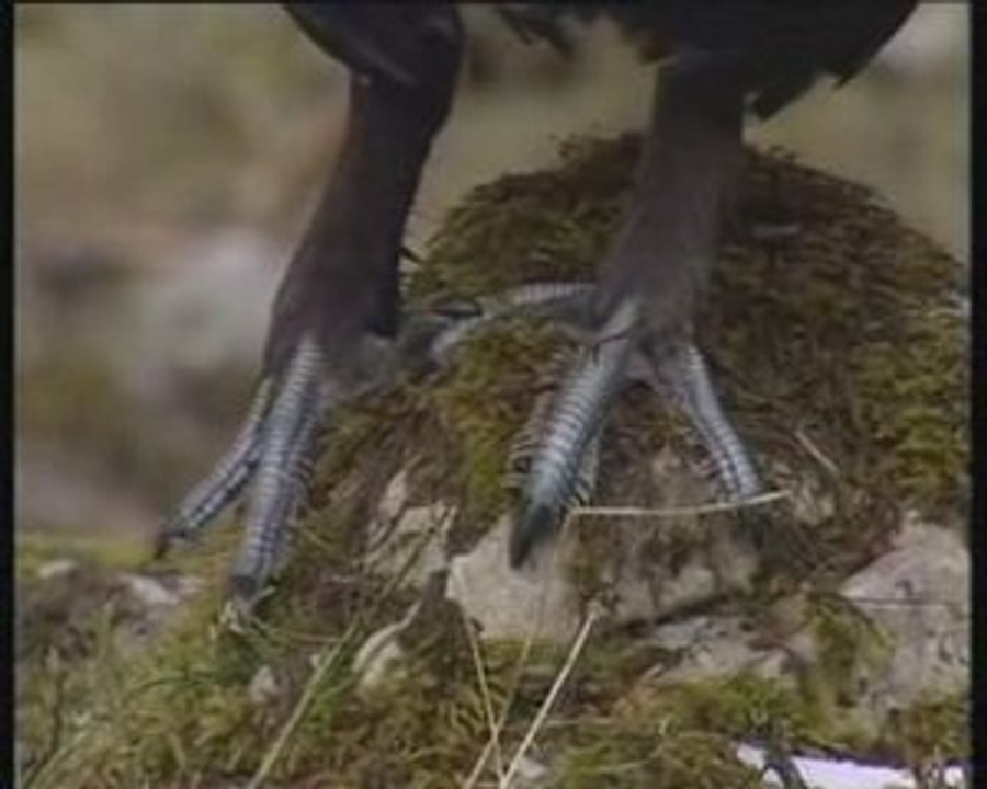 Le froid chaleureux-fugues franco-suisses
