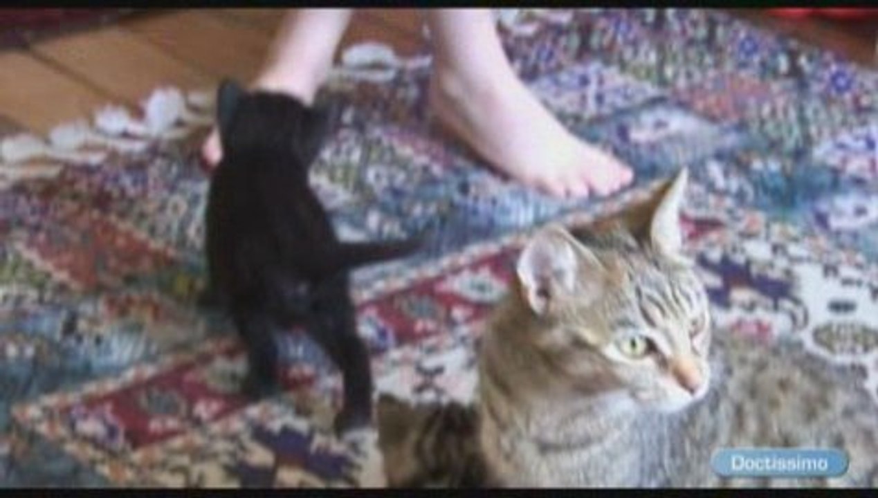 limiter allergies pollen  animaux