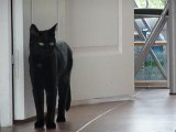 Perle ma panthére noire (chat)
