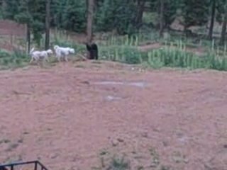 Dwan Bent-Twyford - Black Bear Chased Up A Tree By My Dogs