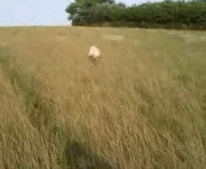 Le bonheur est dans le pré