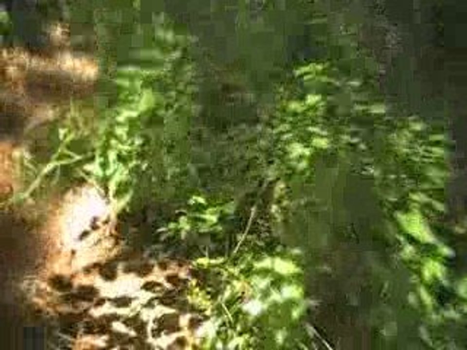 airsoft G.I.M.A party du dimanche 31 mai 2009