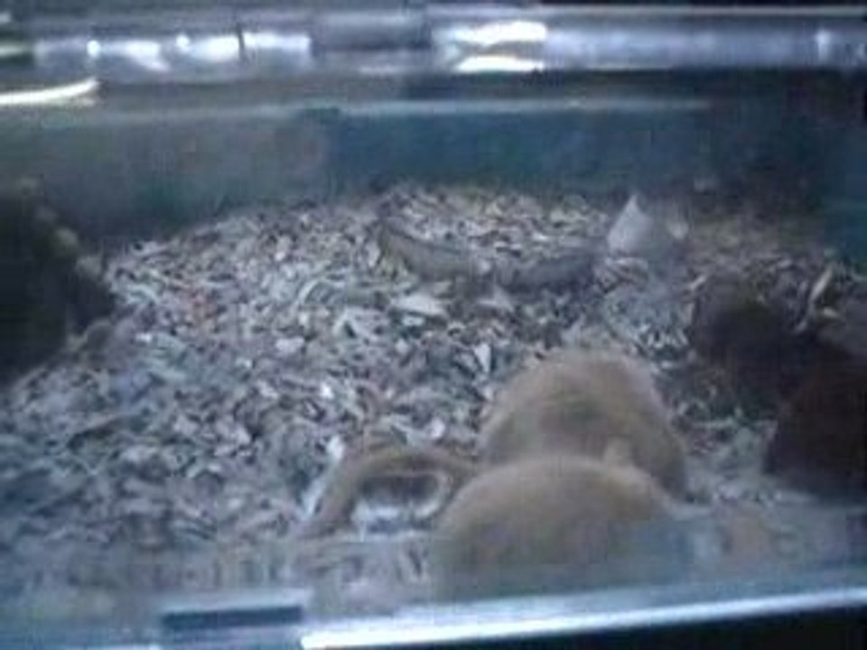 reproduction gerbilles