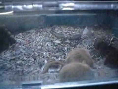 reproduction gerbilles