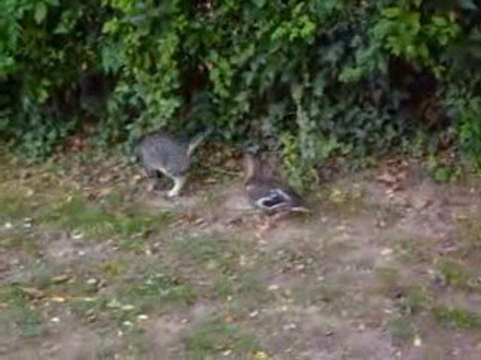 Tigrette et le canard
