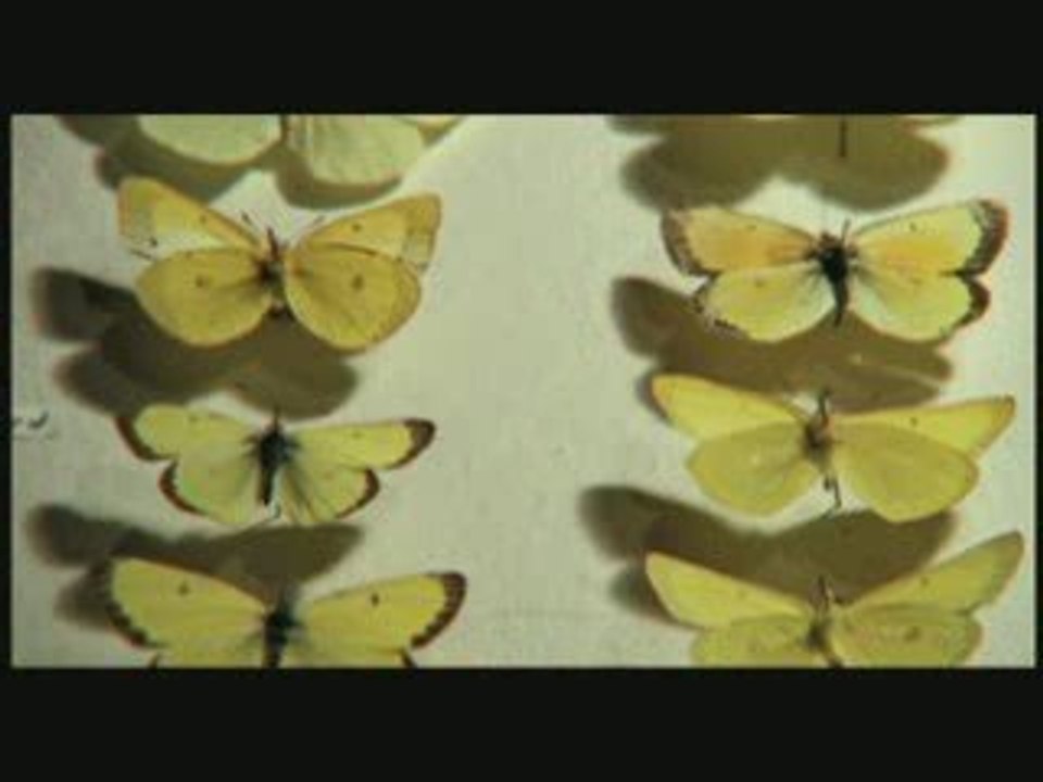 Insect Collection - VV Teaser 15