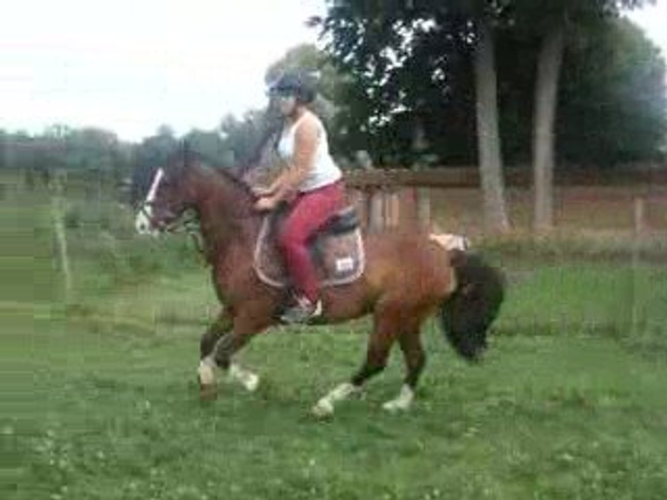 avez-vous déjà vu une vache a cheval ? ... maintenant, oui !