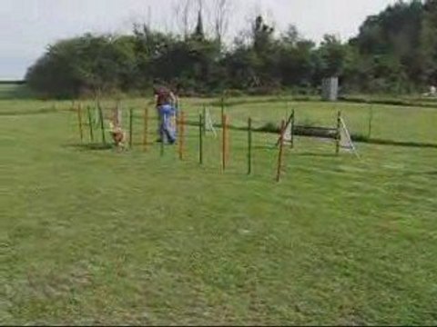 Bagheera, entrainement agility, 29/07
