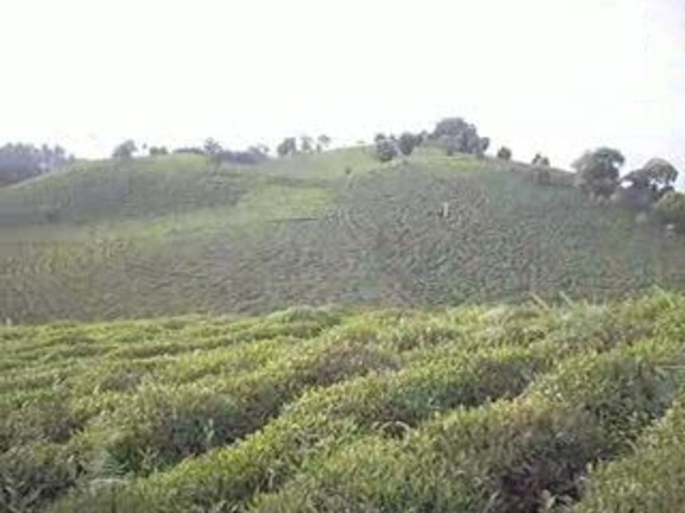 rize çayeli limanköy çaylık