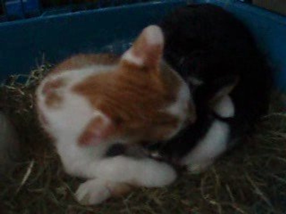 chat et lapin