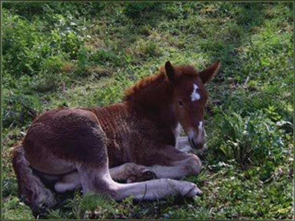 chevaux