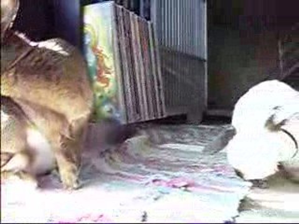 Frollain flocke und jimmy "synchron-putzing"