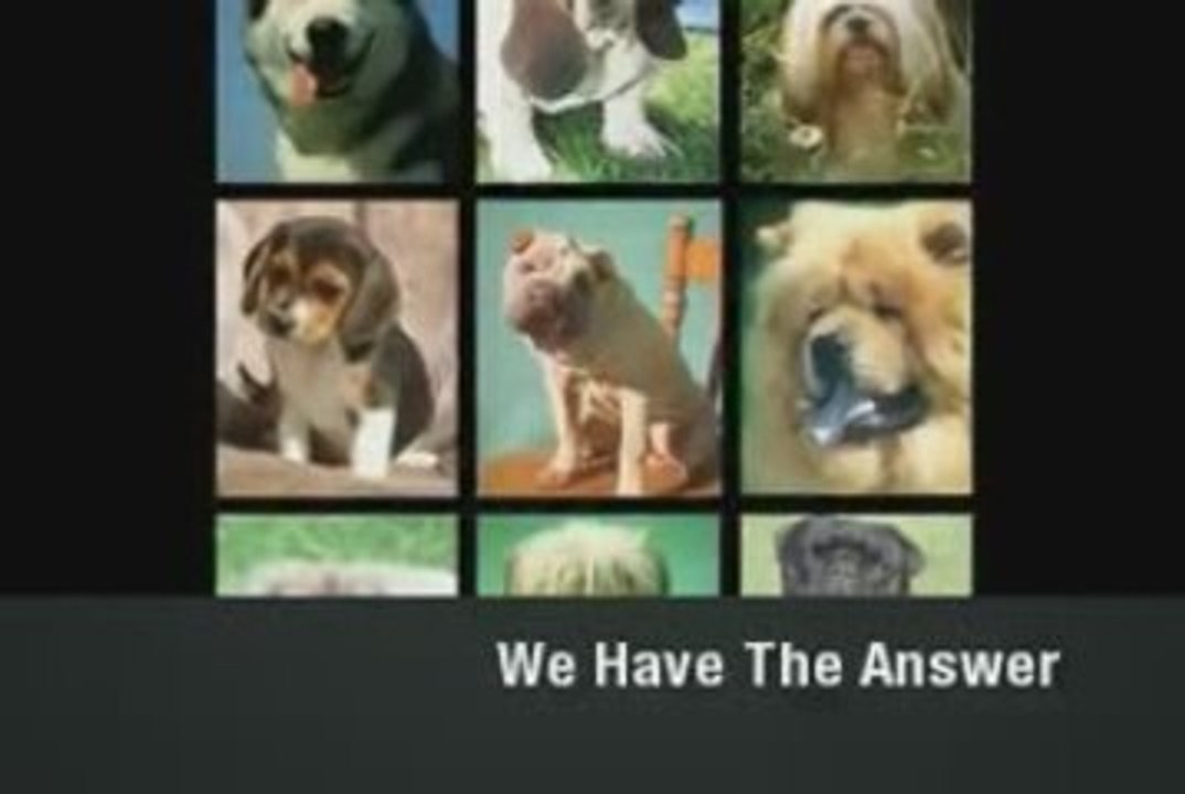 Dog Breeds Explained. All Dog Breeds Explained In Detail