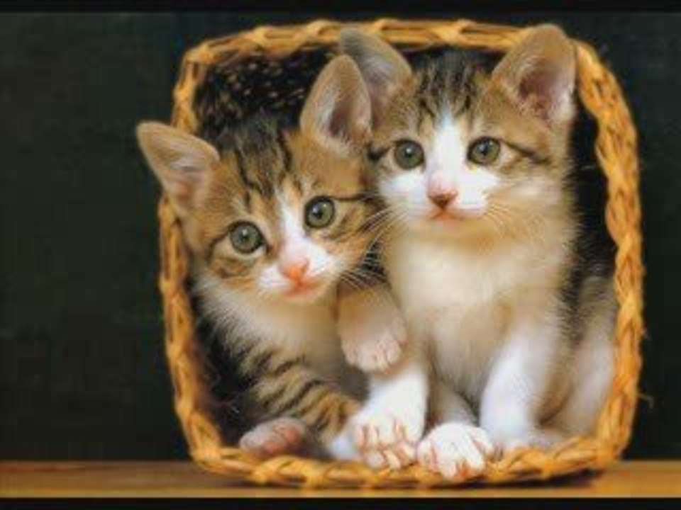 l'amour des chats
