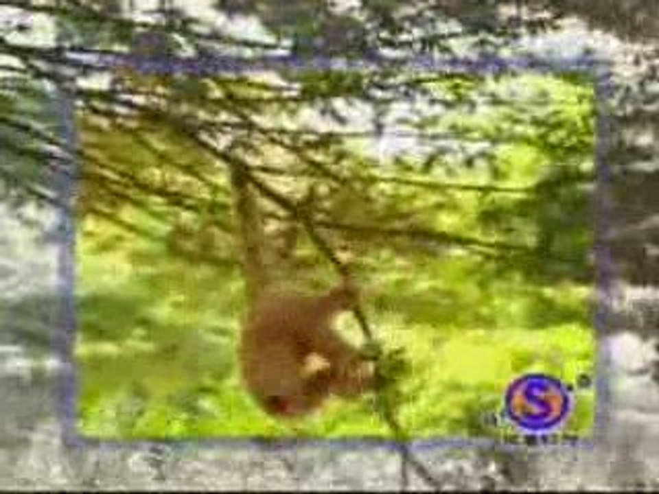 Monkey with a death wish