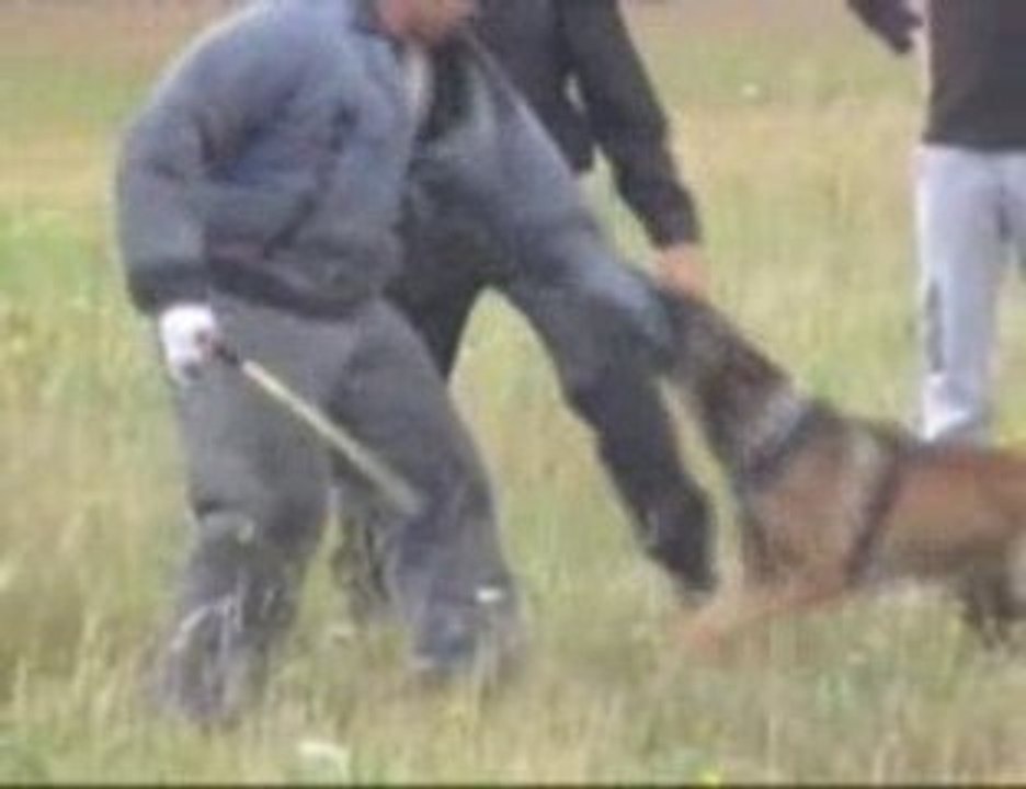 Toutous Fous jeudi 23 juillet 2009