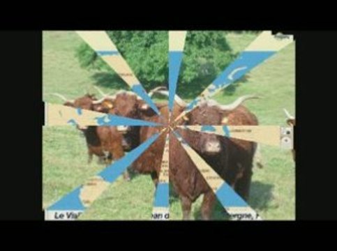 Elevage SALERS Breeding