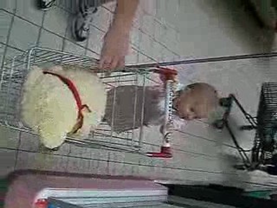 zoé fait les courses