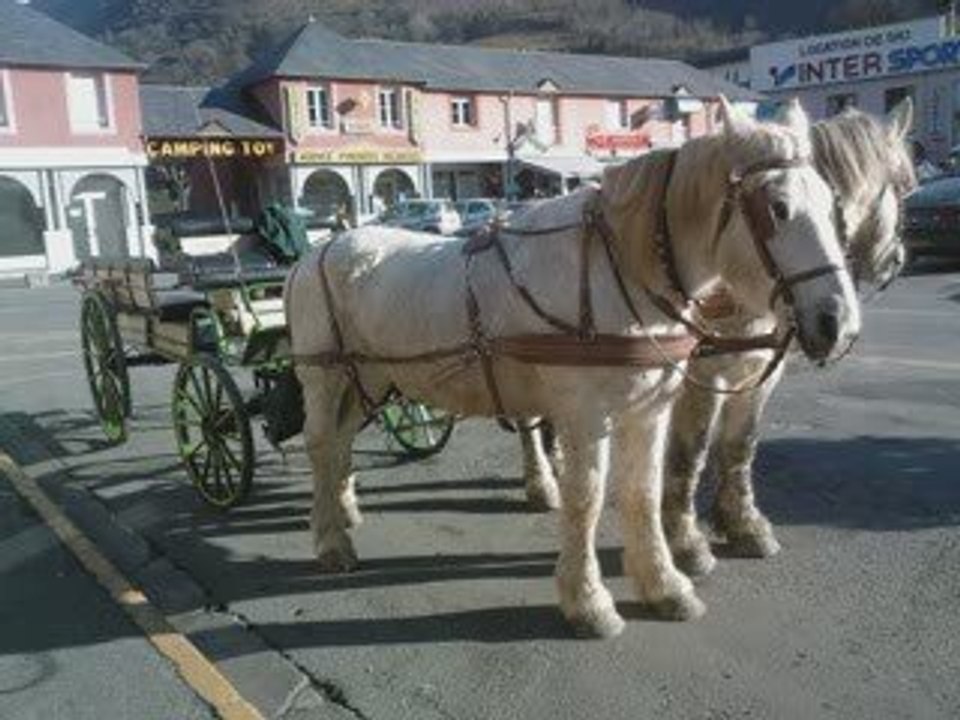 cheval ballade en calèche