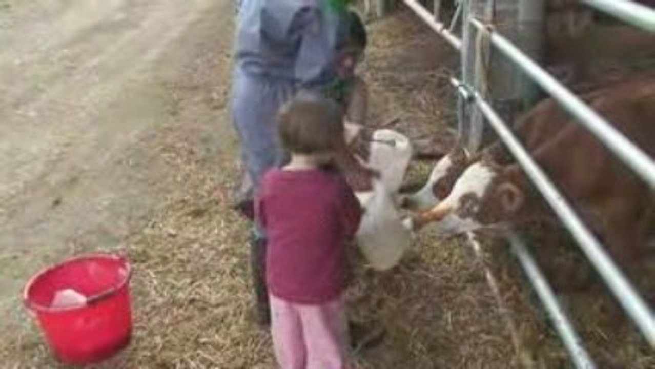 camille et les petits veaux