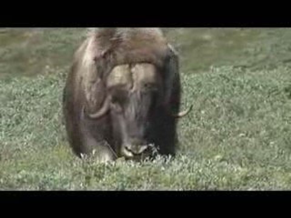 charge d'un boeuf musqué