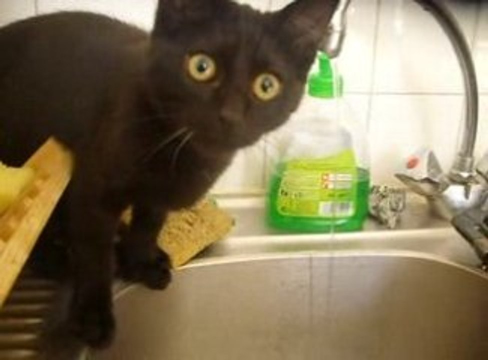 mon chat et l'evier