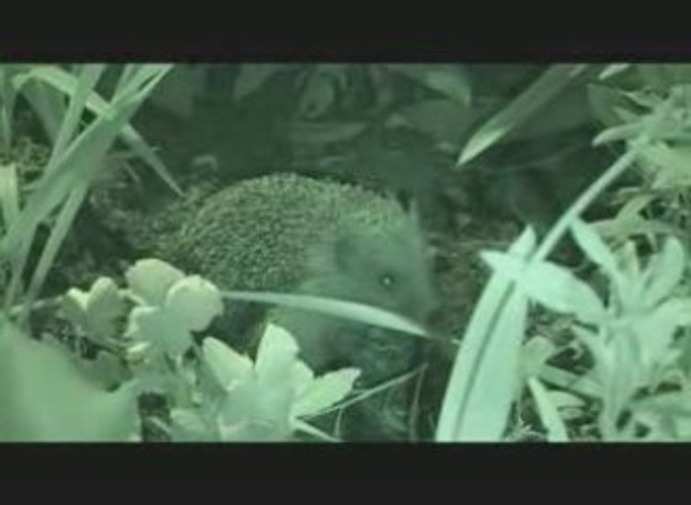 petit monde (longue version)