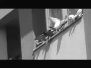 *** CEUX QUI VIVENT...*** MYSA