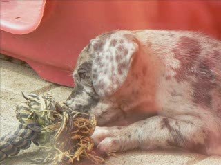 photos des bébés à 6 semaines