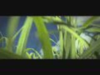 Oranges Pétales 90s final