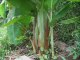 Grafting banana cultivars