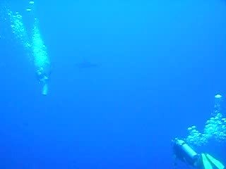 Ne rigolez pas, on a tous essayé de faire le dauphin !!