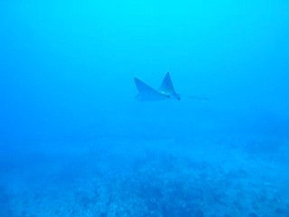 Une petite raie léopard
