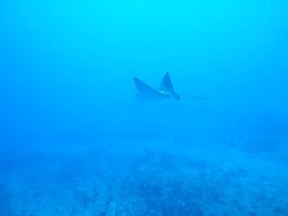 Une petite raie léopard