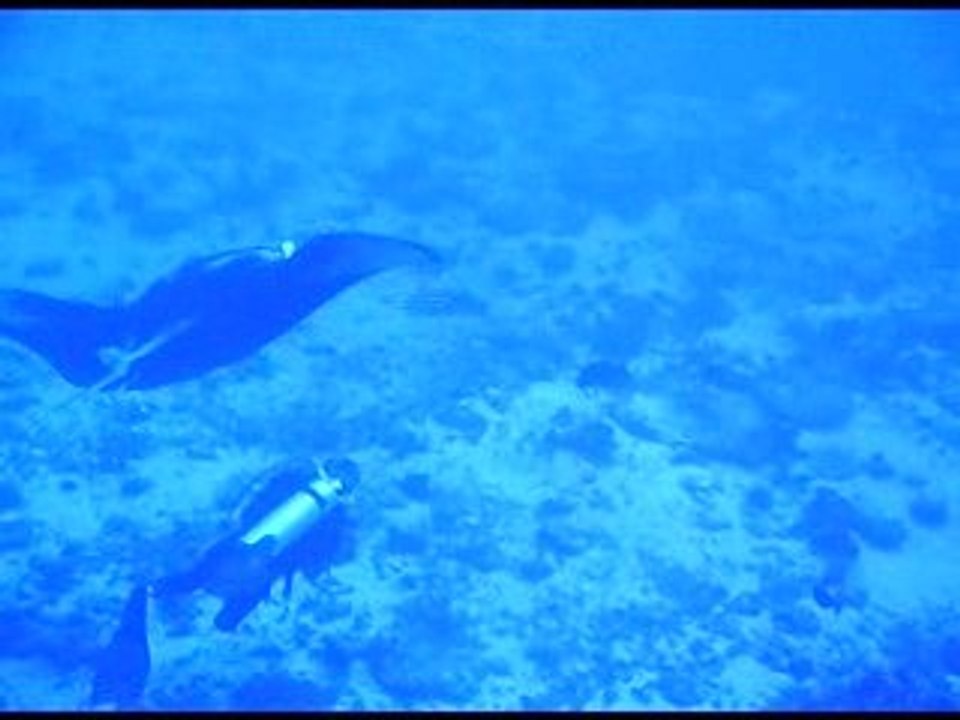 Une magnifique raie manta