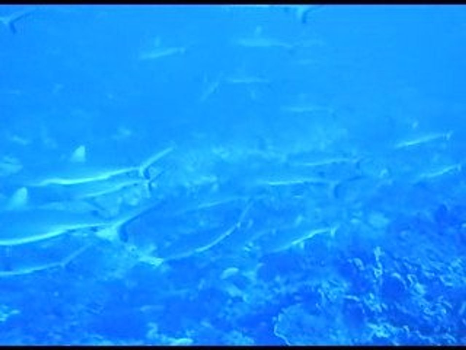 Une autoroute de requins......